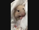 赤ちゃんハムスター