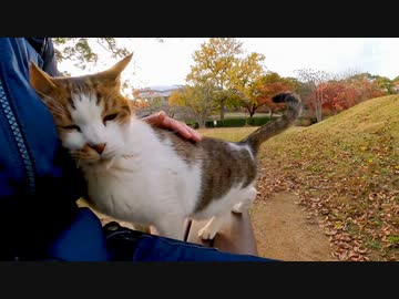 芝生の広場にいた猫、ベンチまで付いてきて隣に座ってきた