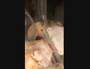 ぴょこぴょこハムスター