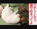 珍妙ウチューネコ、この星の猫の形状をサボる