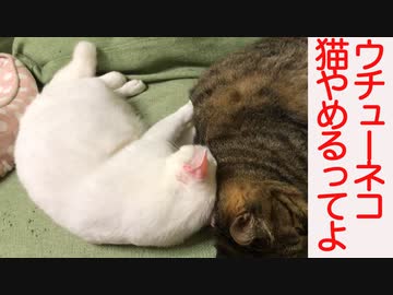 珍妙ウチューネコ、この星の猫の形状をサボる