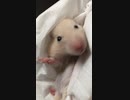 赤ちゃんハムスター