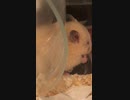 端っこ　キンクマハムスター