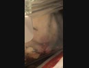 ケース越し　キンクマハムスター