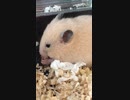 キンクマハムスターピーナッツ