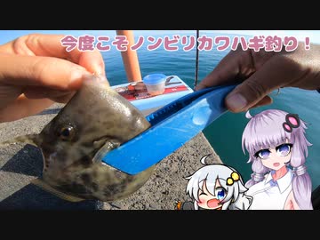 【VOICEROIDフィッシング】ノンビリとカワハギ釣り