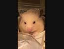 もぐもぐキンクマハムスター
