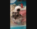 ひょっこりジャンガリアンハムスター