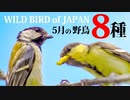 【5月】鳥の名前8種　#野鳥　#野鳥図鑑 　#身近な生き物語