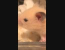 ミョっこりキンクマハムスター