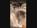 ジャンガリアンハムスターガリガリ