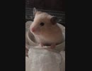 スポットキンクマハムスター