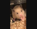 むむっとキンクマハムスター