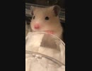 ぴょんきちキンクマハムスター