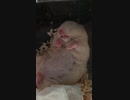 ぐったりキンクマハムスター