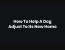 How To Help A Dog Adjust To Its New Home