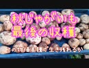 秋じゃがいも最後の収穫