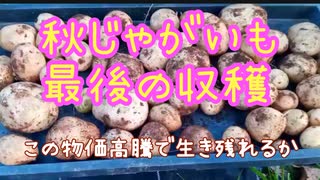 秋じゃがいも最後の収穫