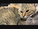 パトロールはあきらめた様です
