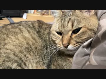 パトロールはあきらめた様です