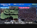 【石垣島】サンゴが大変なことになってた…。【崎枝浜・米原ビーチ】