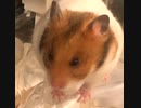 ゴールデンハムスター