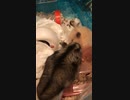 ジャンガリアンハムスター　キンムスター