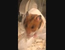 ぼーっと　ゴールデンハムスター