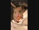 ピーナッツ　キンクマハムスター