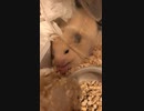 コロコロ　キンクマハムスター