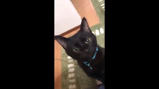 せんせい子猫8ヶ月（壱）