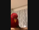 Red birb□gumizilla wuewuewuewue…fusion