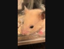 ひょっこりキンクマハムスター