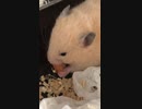 こっそりキンクマハムスター
