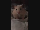 こんばんわ　キンクマハムスター
