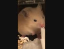 それは！？キンクマハムスター