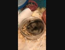 ジャンがリズムなジャンガリアンハムスター