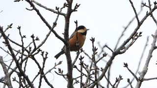 ヤマガラの鳴き声