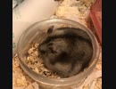 モジョモジョジャンガリアンハムスター