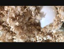 もぐりんなジャンガリアンハムスター