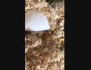 ひょっこりはんなジャンガリアアンハムスター