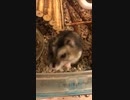 ひょっこりジャンガリアンハムスター