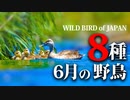 【6月】鳥の名前８種　#野鳥　#野鳥図鑑 　#身近な生き物語