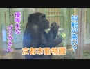 知能が高い？優等生なゴリラさん(京都市動物園)