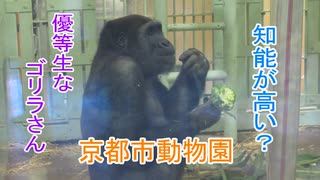 知能が高い？優等生なゴリラさん(京都市動物園)