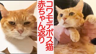 百戦錬磨のボス猫、赤ちゃん返りする