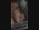 何じゃ？キンクマハムスター