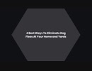 4 Best Ways To Eliminate Dog Fleas At Your Home and Yards