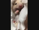 赤ちゃん　キンクマハムスター