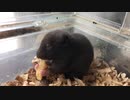 クロクマ2